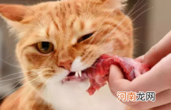 猫咪吃生肉怎么吃