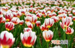 盆栽郁金香冬天室外能放吗