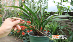 怎么给兰花翻盆