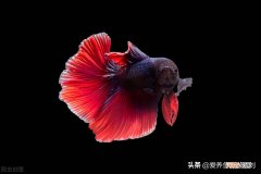 鱼缸开灯水变绿的原因及解决方法 鱼缸水变绿了怎样处理