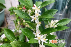 2022年家里摆什么花招好运