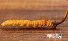 鲜虫草怎么去泥