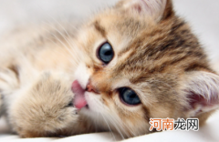 猫咪怎么看年龄大小