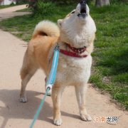 传记英文 “大传”和传记有关系吗？