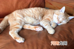 猫咪为什么在主人睡觉的时候叫
