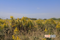 加拿大一枝黄花可以插花吗