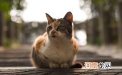 猫小便频繁是怎么回事啊