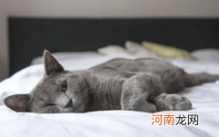 猫鼻子湿润正常吗