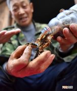 蜈蚣的作用有哪些 蜈蚣是益虫还是害虫