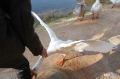 鹅粪对蛇的伤害有多大 蛇怕鹅粪是真的吗