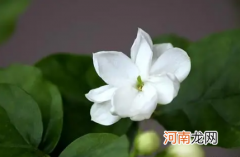 盆栽茉莉冬季怎样过冬