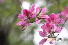 紫荆花冬天能开花吗