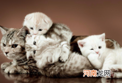 猫咪吐白沫是怎么回事不吃东西