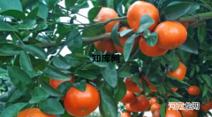 沃柑上火还是降火 沃柑的功效与作用是什么适宜人群