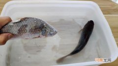 鱼冷藏能放多长时间