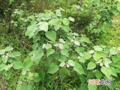 白背叶根的功效与作用