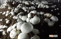 双孢菇的营养价值