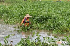 清理水葫芦的方法和技巧