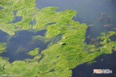 解决藻类大量爆发的方法