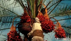 椰枣在中国多少钱一斤 椰枣价格多少钱一斤