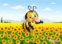 中蜂工产会采花粉吗