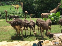 长隆动物世界介绍