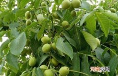 核桃树几年结果