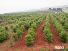 油茶栽培管理方法