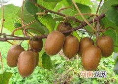 猕猴桃种植技术是什么