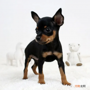 纯种小鹿犬价格多少钱一只 鹿犬多少钱一只价格