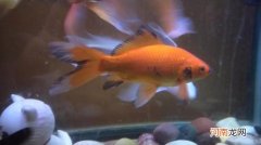 金鱼鱼鳍发黑怎么解决