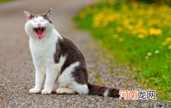 猫不吃饭还吐了怎么办
