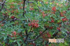 花椒树什么时候修剪