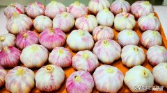 大蒜怎样保存不干瘪不发芽 大蒜储存三年不发芽