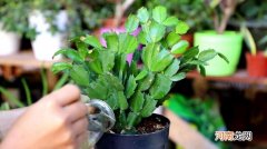 蟹爪兰叶片长的小是什么原因