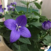 桔梗花冬天养殖方法