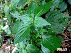 狗肝菜的功效与作用