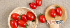 水果西红柿是转基因西红柿吗
