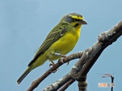 金青鸟繁殖注意事项与技巧