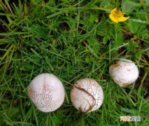 马勃的营养价值