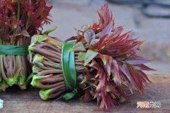 秋天的香椿芽能吃吗