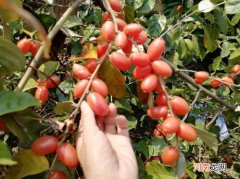 羊奶果有什么营养价值