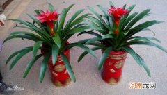 红运当头用什么土壤