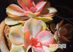 多肉红心莲中间发青是什么原因