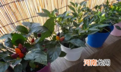 什么花冬天冻不死适合室内养