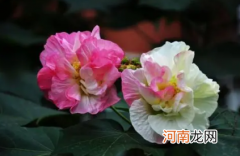 芙蓉花用什么土栽培好