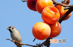 男人多吃柿子对性功能好吗