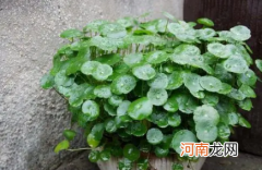 铜钱草土培怎么养