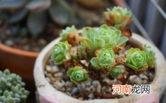 山地玫瑰根系枯萎的原因是什么