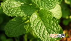 柠檬薄荷好养活吗